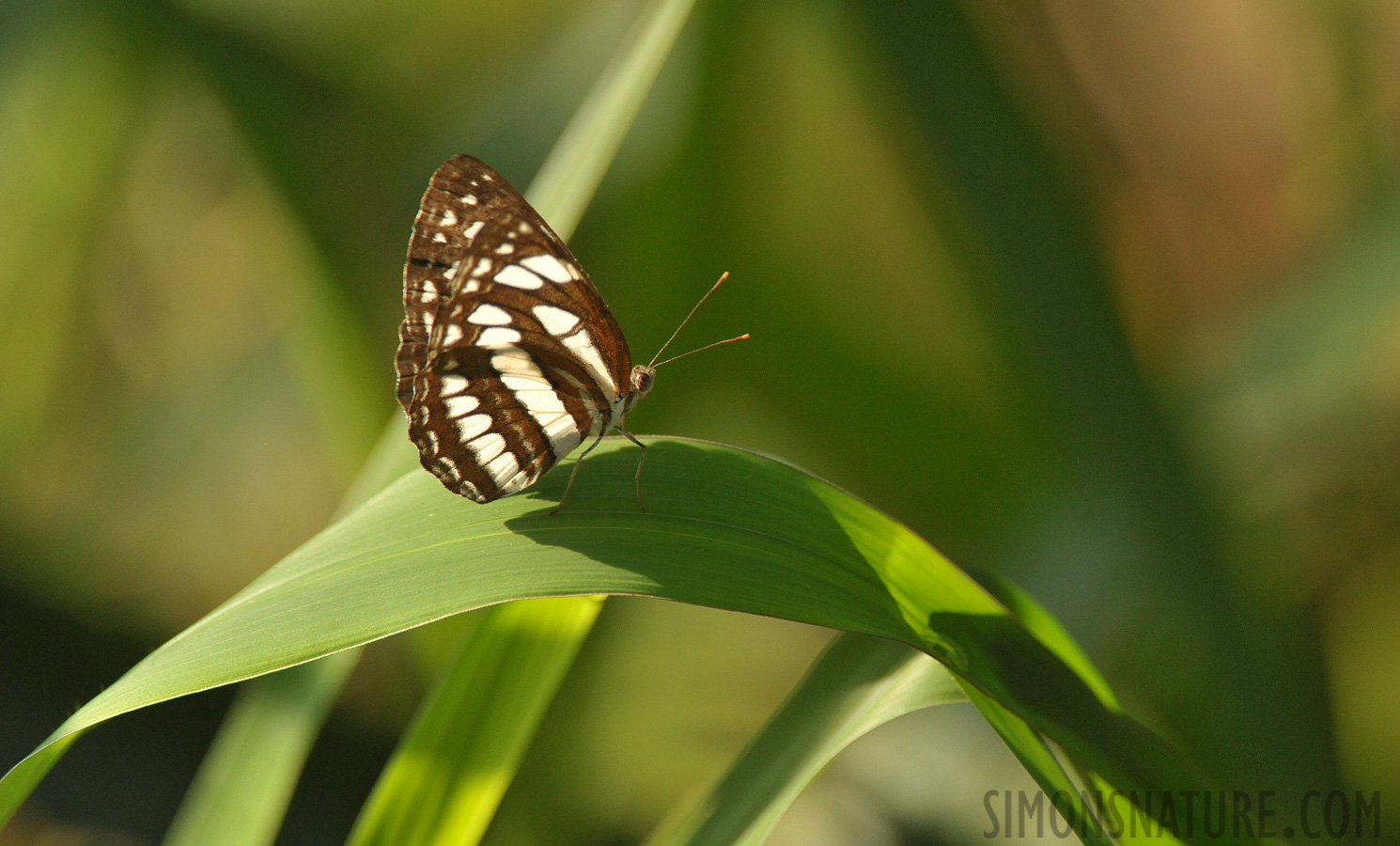 Neptis hylas [550 mm, 1/2000 sec at f / 7.1, ISO 2500]